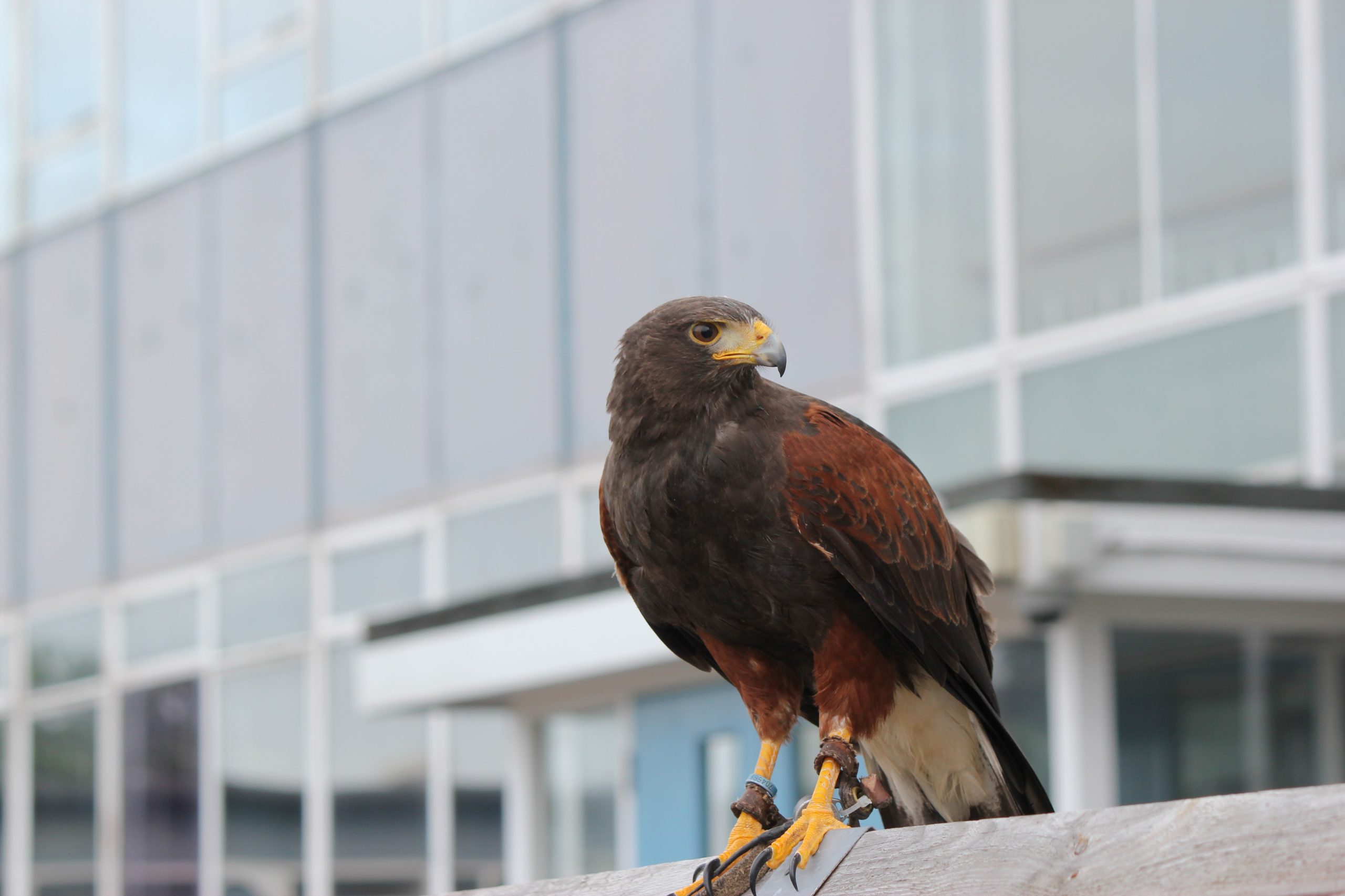 Urban Bird Control