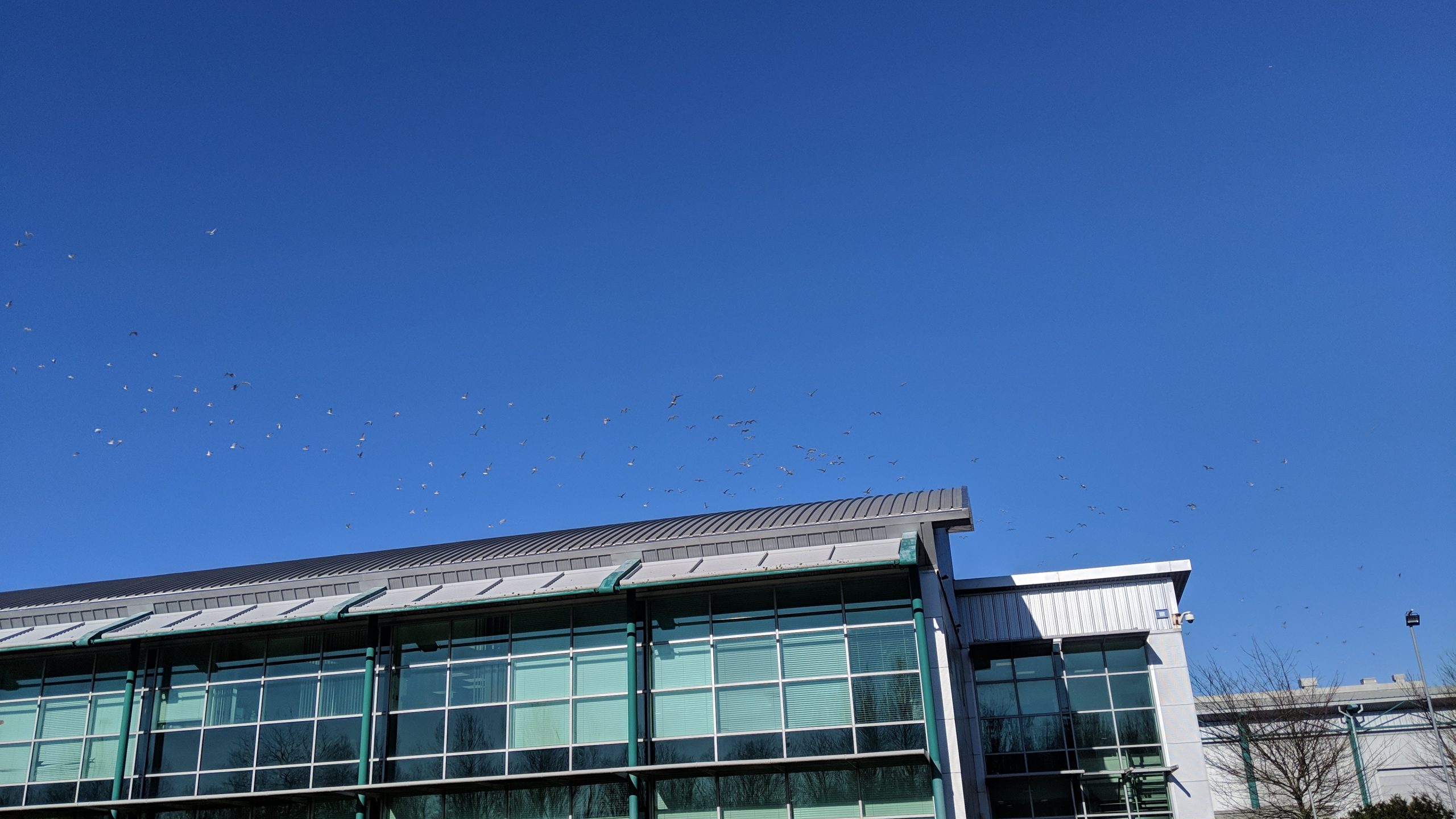 Gulls over commercial building