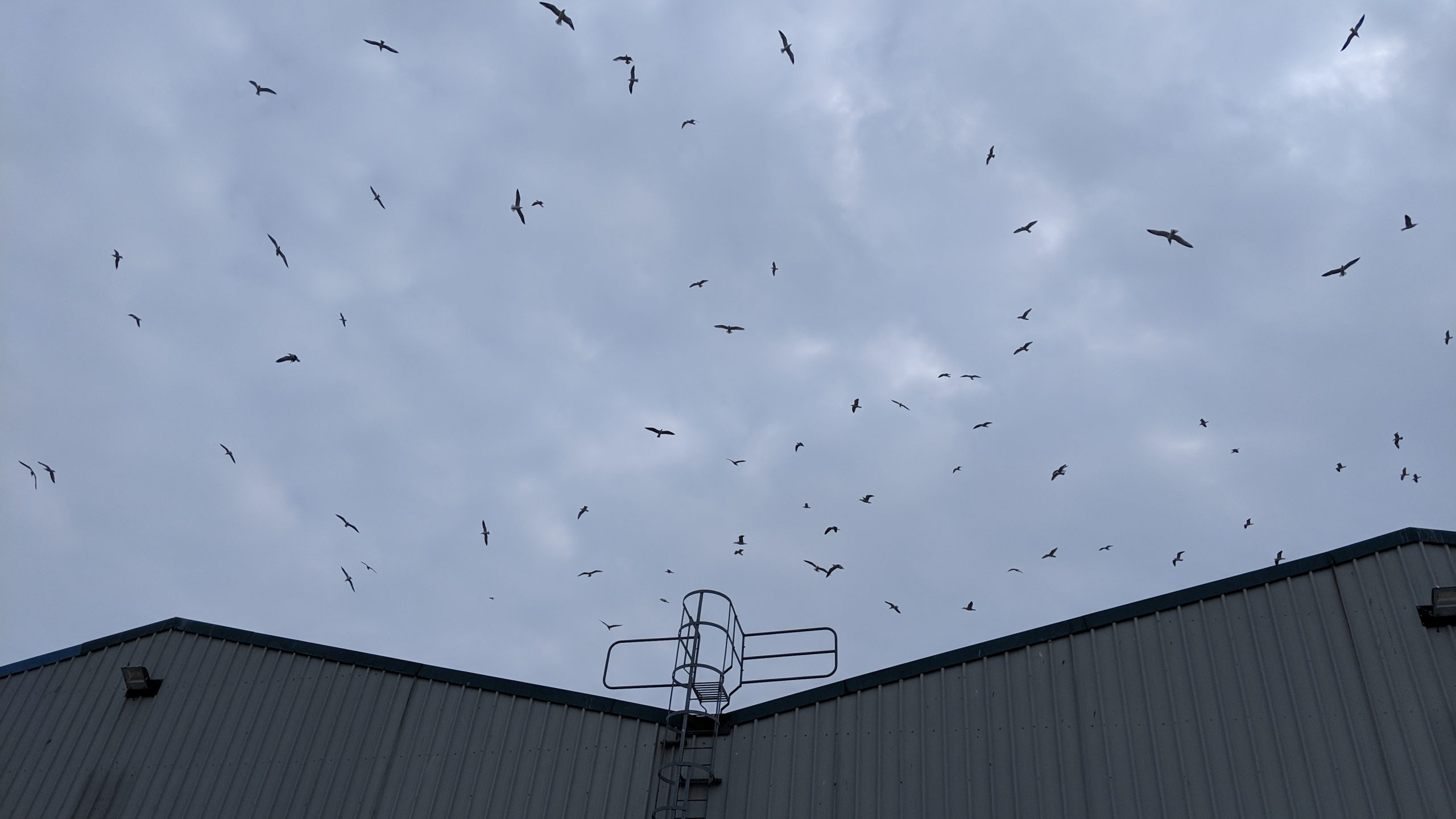 Pest Gull Control