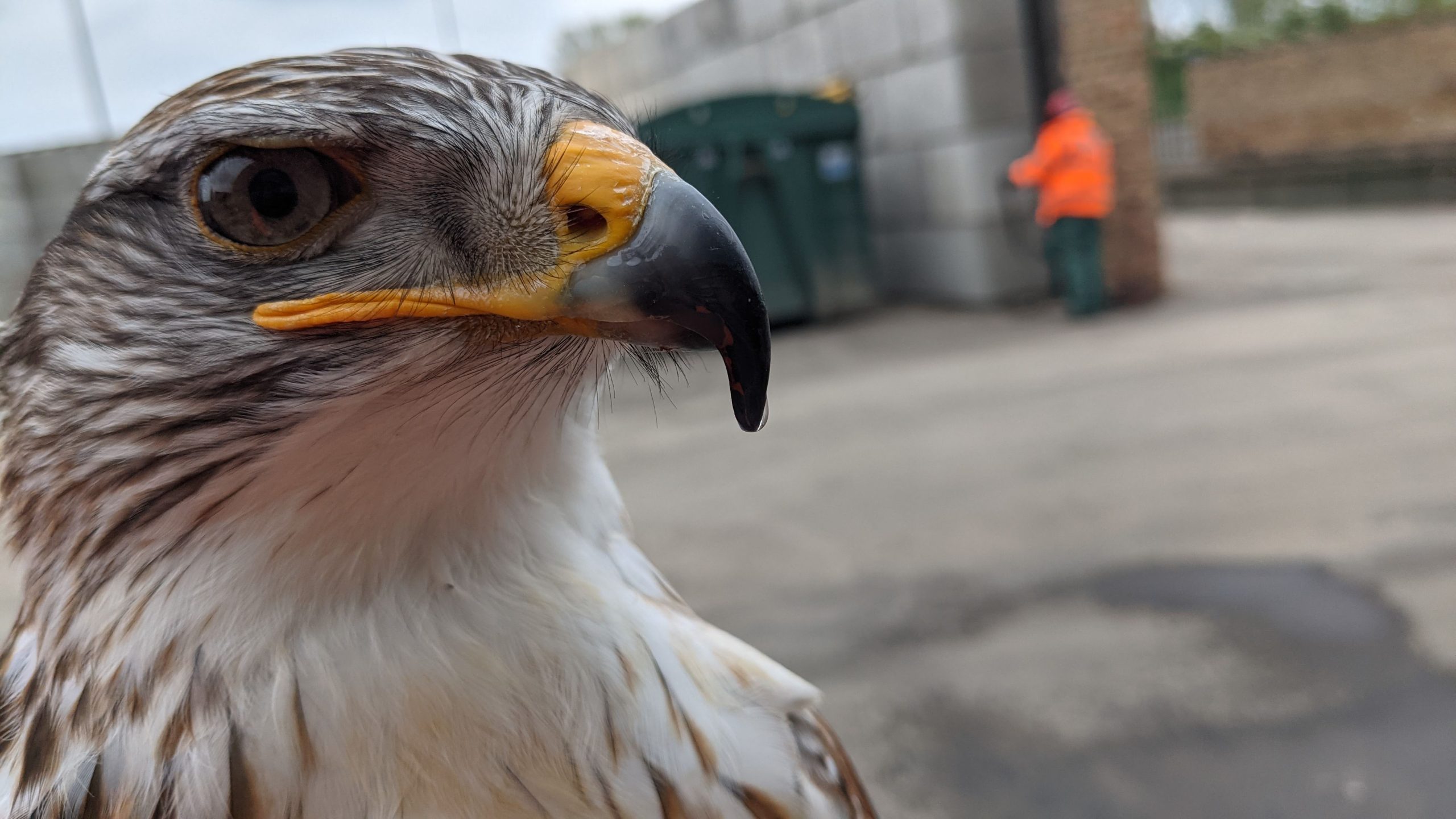 Why Us Ferruginous
