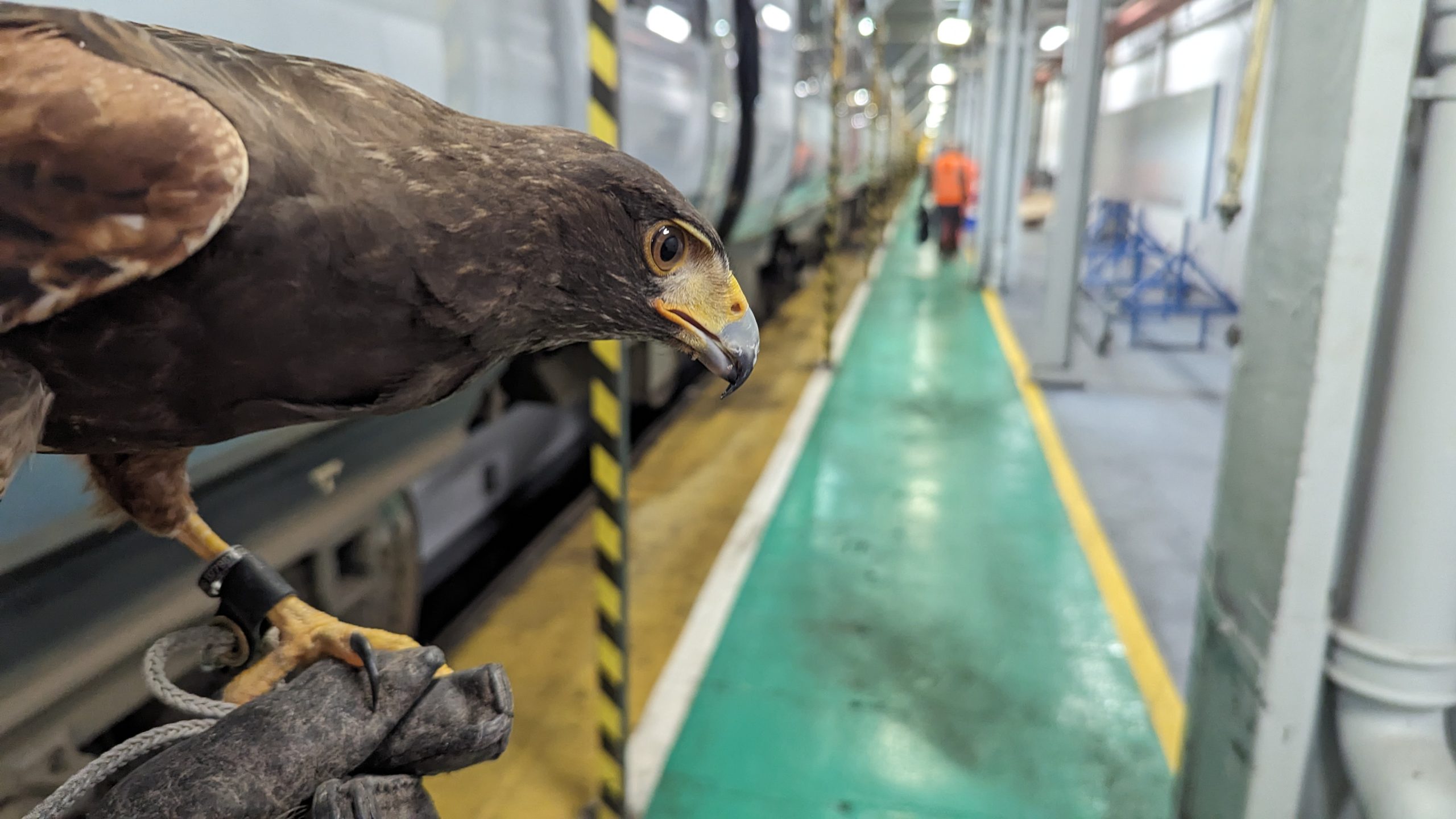 Railway pest control