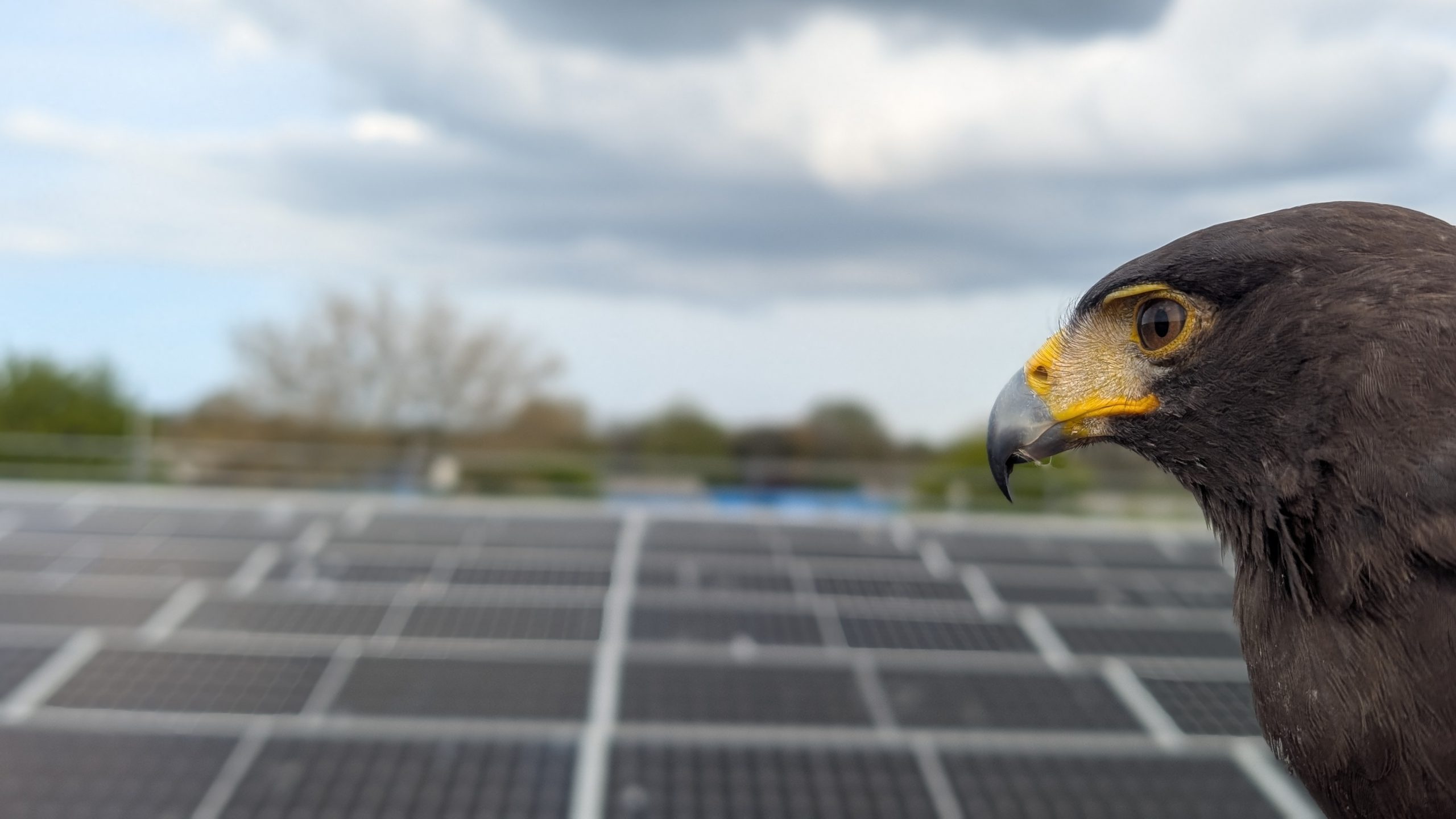 Solar Panel Protection