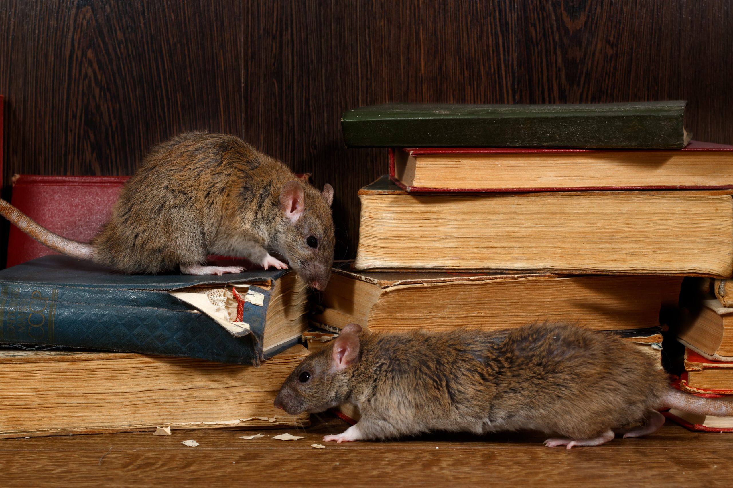 Rat Problem