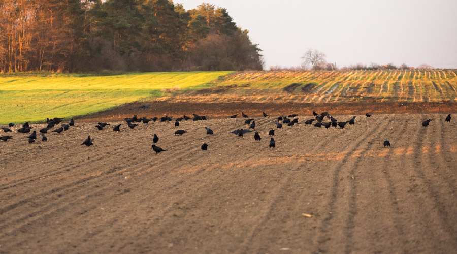 Pest Corvids