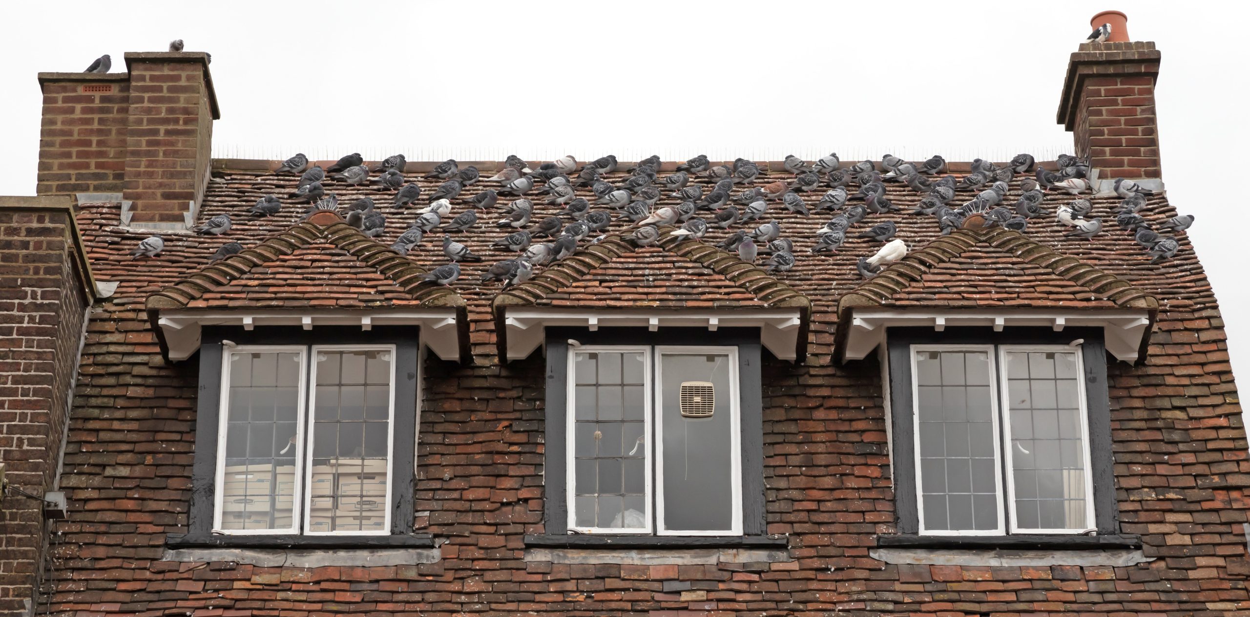 Pigeon Control