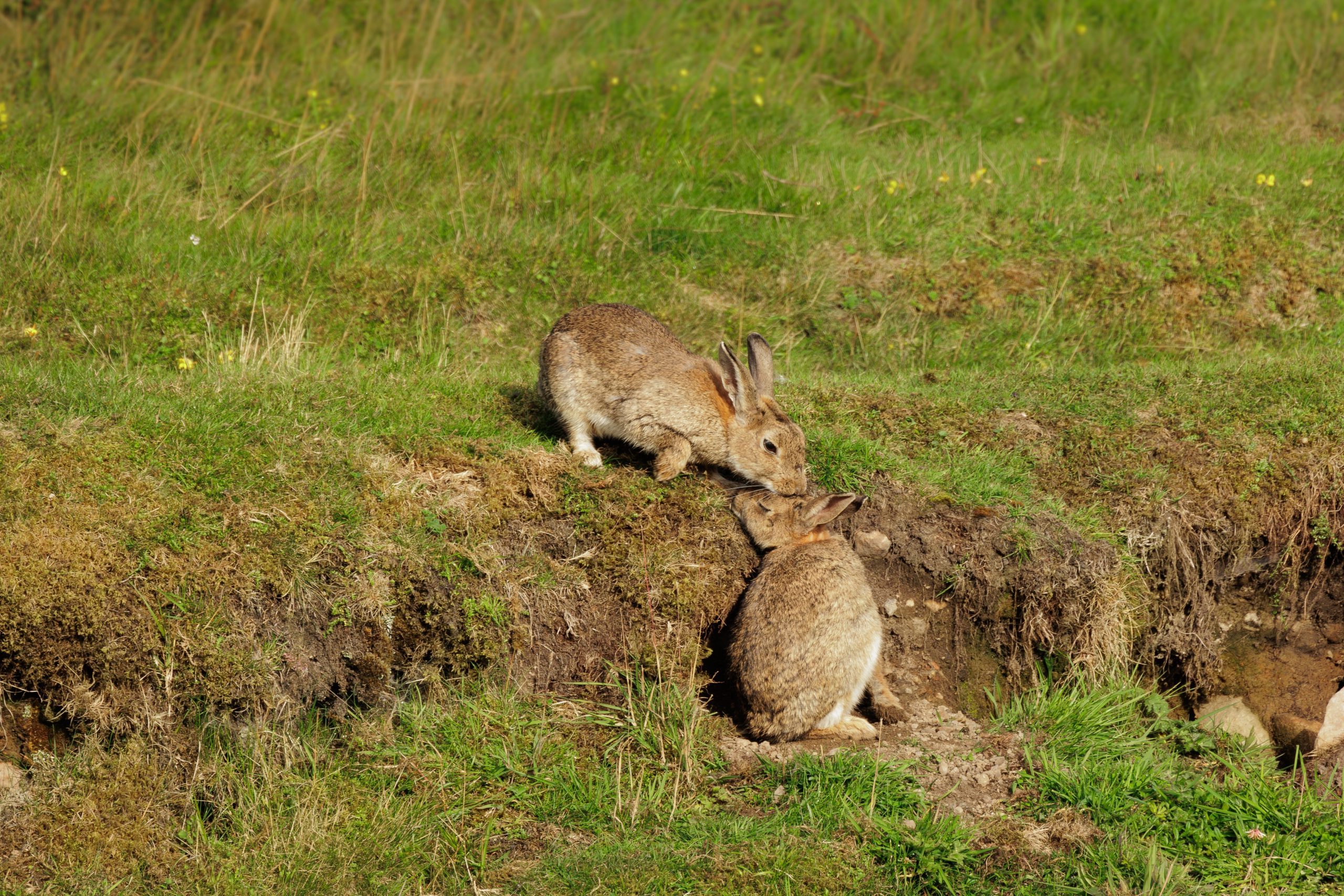 Pest Rabbit Control