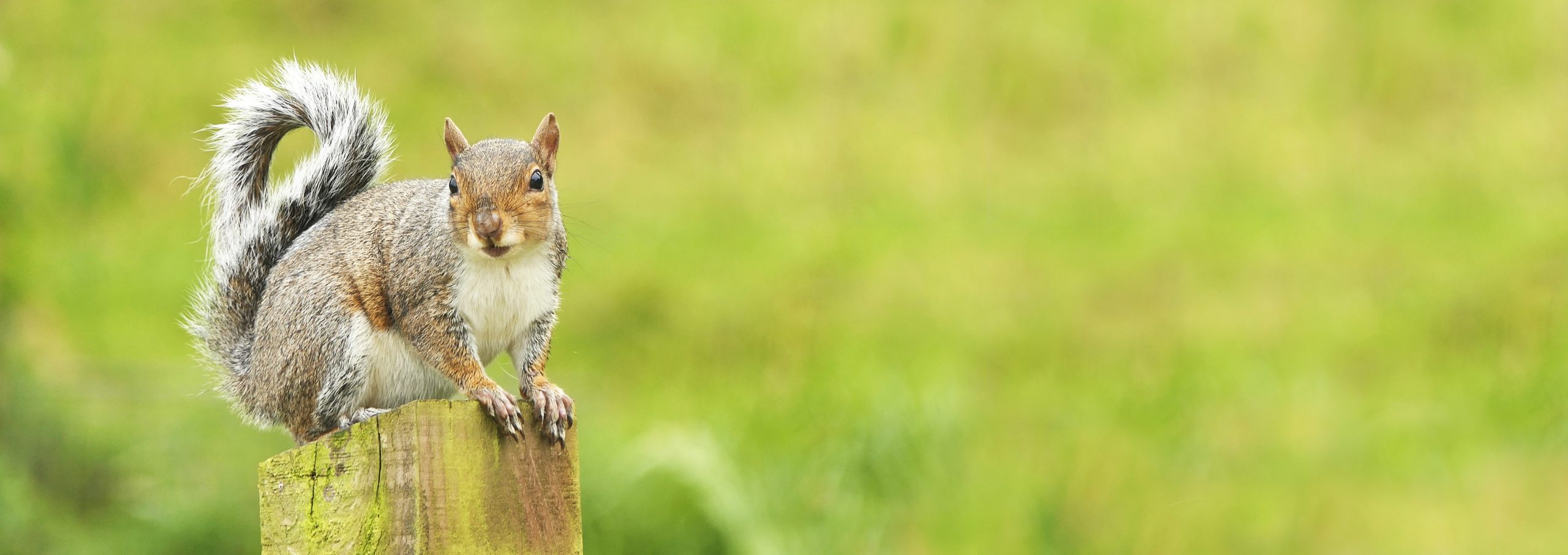 Grey Squirrel