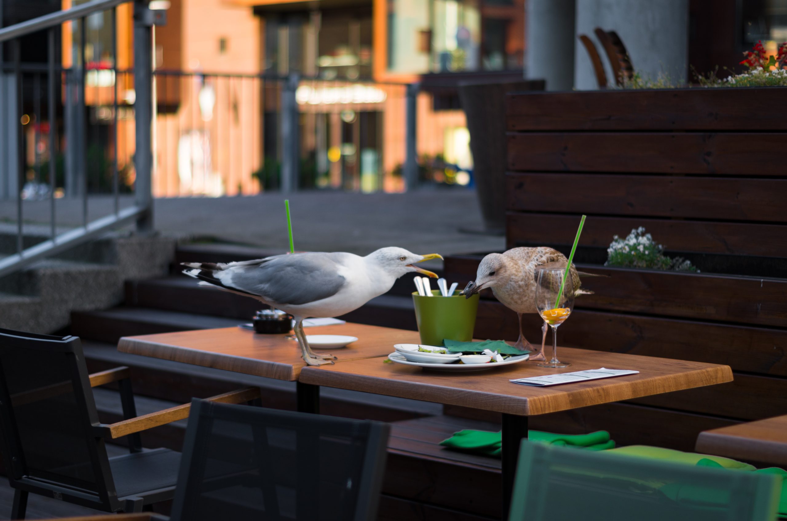 Pest Bird Control